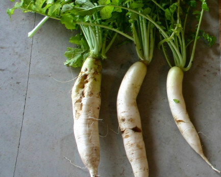 CCS 779 Tubers