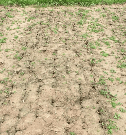 Field showing weed suppression ability of CCS 779